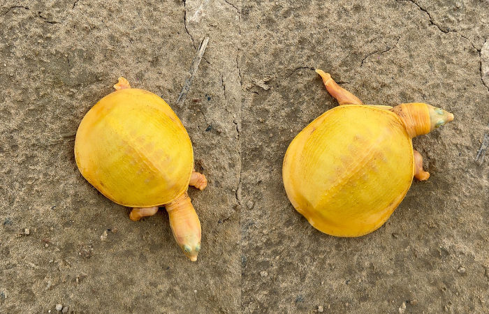આલ્બિનો તરીકે ઓળખાતા પીળા રંગના કાચબાનું રેસ્ક્યૂ, ગુજરાતમાં પહેલો અને ભારતમાં સાતમો 2 - image