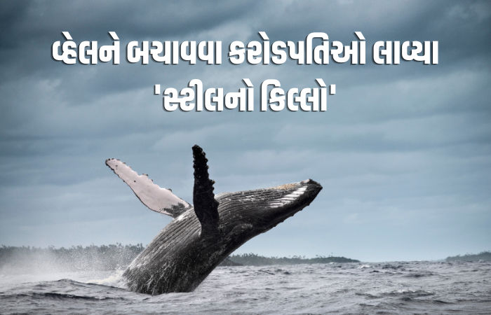 1 મહિનાથી ફસાયેલી વ્હેલને બચાવવા કરોડપતિઓએ લગાવ્યું જોર, વિજ્ઞાનીઓએ કહ્યું- માછલીને મરવા દો એ જ સારું