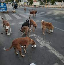 અમદાવાદ મ્યુનિ. સંચાલિત L.G., શારદાબેન હોસ્પિટલમાં બે વર્ષમાં ડોગબાઈટના ૧૭ હજાર કેસ 1 - image