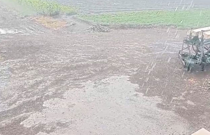 માવઠાંથી ખેડૂતોની માઠીઃ ઘઉં, ચણા, ધાણા, જીરૂ સહિતના પાક પર સંકટ 1 - image