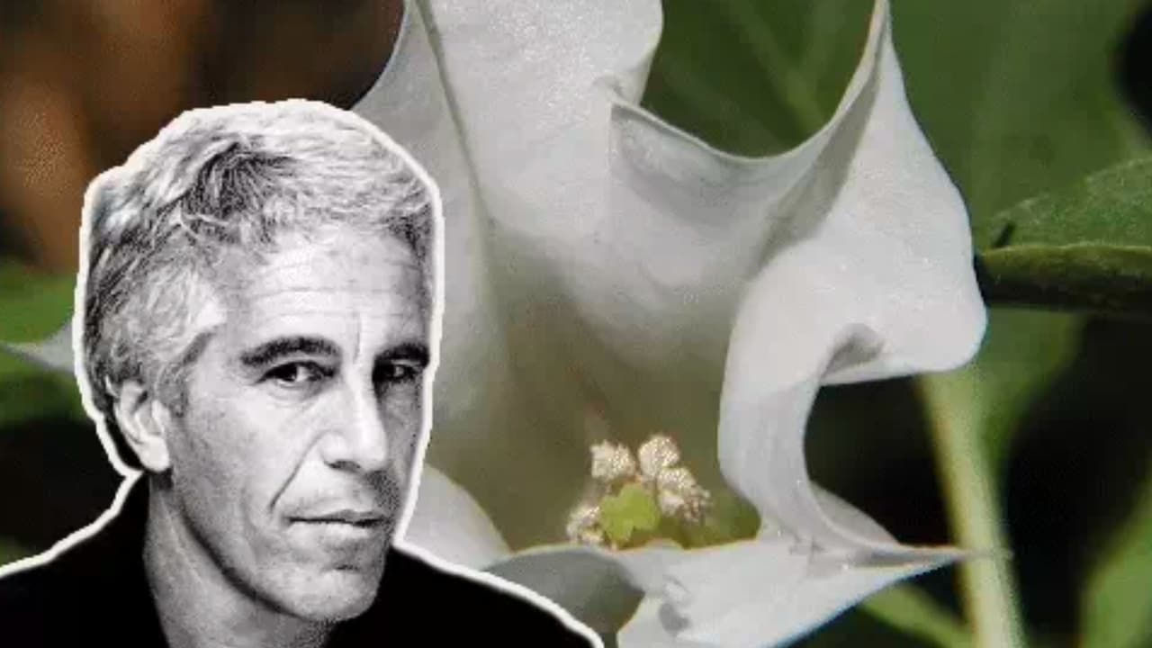 જેફ્રી એપસ્ટીન ફાઇલ્સમાં ઝોમ્બા ફલાવરનો ઉલ્લેખ, નશા માટે થતો હતો ઉપયોગ 1 - image