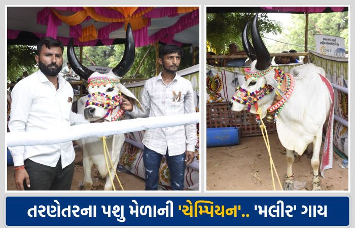 તરણેતરના પશુ મેળામાં કચ્છની 'મલીર' ગાય બની 'ચેમ્પિયન ઓફ ધ શો', રૂ. એક લાખનું ઈનામ 1 - image