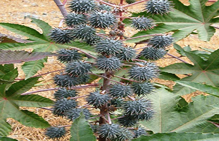 એરંડાના ભાવ તુટતા ખેડૂત અને વેપારી આલમમાં ભારે નારાજગી 1 - image