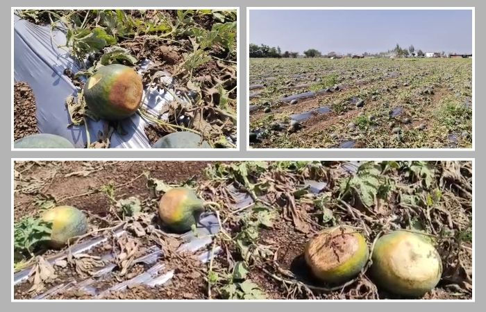 સુરેન્દ્રનગર: મિનિ વાવાઝોડા અને માવઠાથી સાયલામાં તરબૂચની ખેતીમાં ભારે નુકસાન, મહેનત પર ફરી વળ્યું પાણી 2 - image