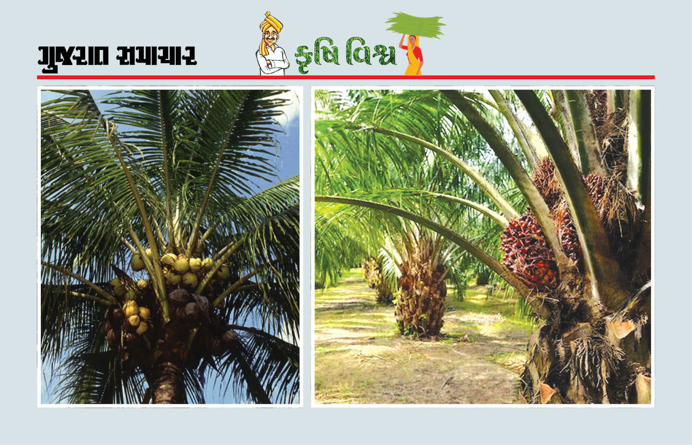 જામફળ, ખજૂર, નાળિયેર અને ઓઈલ પામની ખેતી ખેડૂતો માટે કમાણી અને ટકાઉ ખેતીનો વ્યવહારુ માર્ગ 1 - image