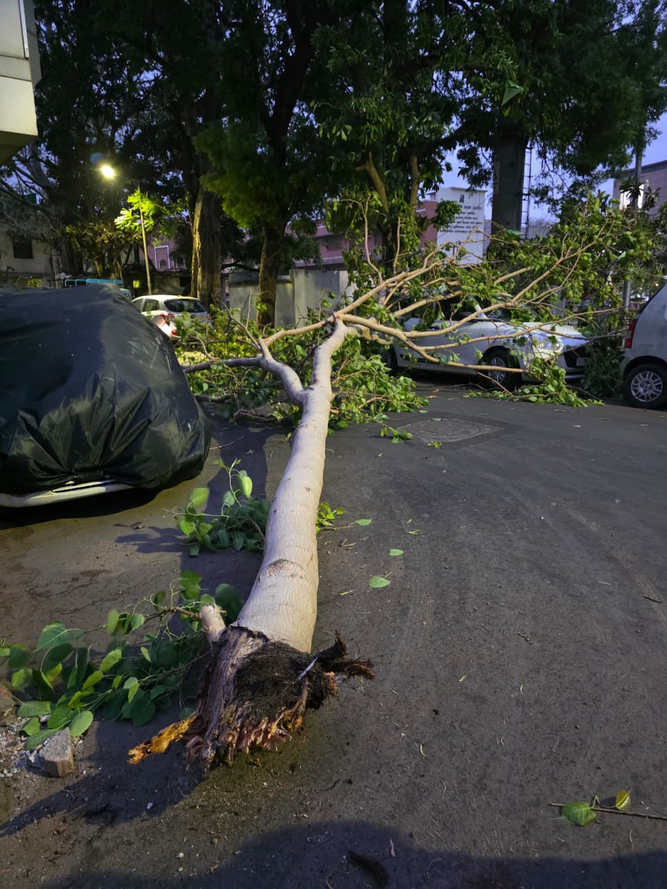 અમદાવાદમાં 40 કિમી/પ્રતિ કલાકની ઝડપે ફૂંકાયો પવન, 16 વૃક્ષો ધરાશાયી, વાતાવરણમાં પ્રસરી ઠંડક 2 - image