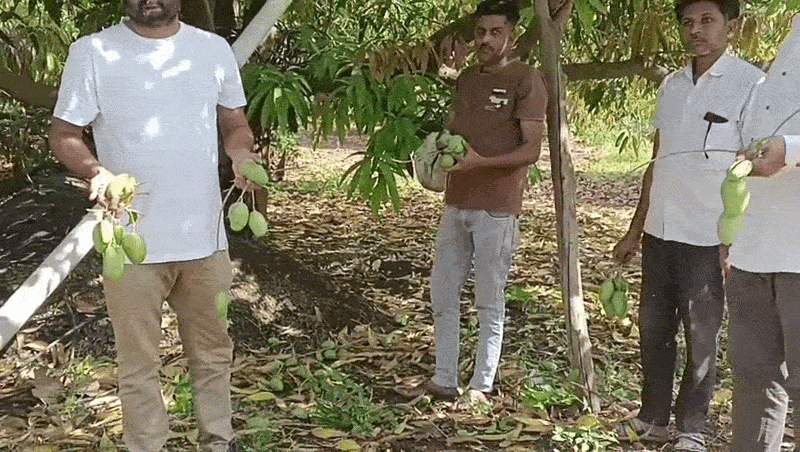 અમરેલીમાં ભારે પવન અને વરસાદને કારણે કેરીઓ ખરી પડી, સેજળ ગામે બાગાયતી પાકને ભારે નુકસાન 1 - image