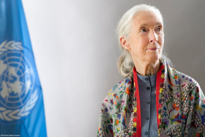 Tributes pour in as world renowned primatologist Jane Goodall passes away