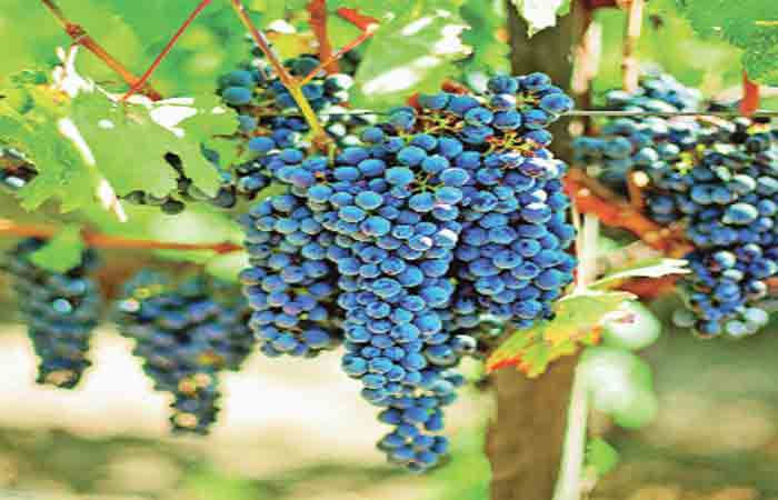 સ્વાદિષ્ટ અને લોકપ્રિય ફળ : દ્રાક્ષ 1 - image