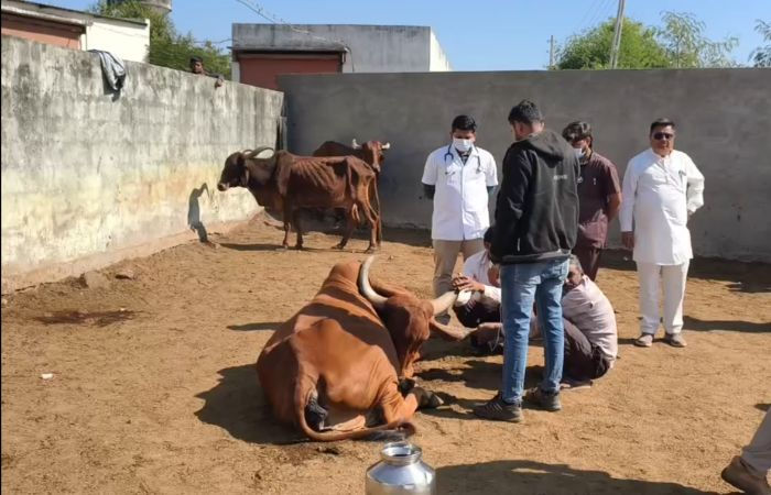 રાજકોટના કોટડાસાંગાણીમાં ગૌશાળામાં ઘાસચારો ખાધા બાદ 80 જેટલી ગાયોના તરફડીને મોત 2 - image