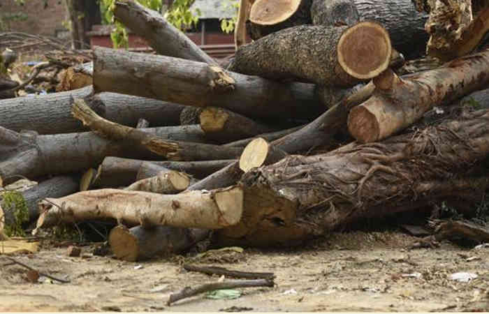 ચિલોડાથી વૈષ્ણોદેવી સર્કલ સુધી 4,700 વૃક્ષો કપાયાં 1 - image