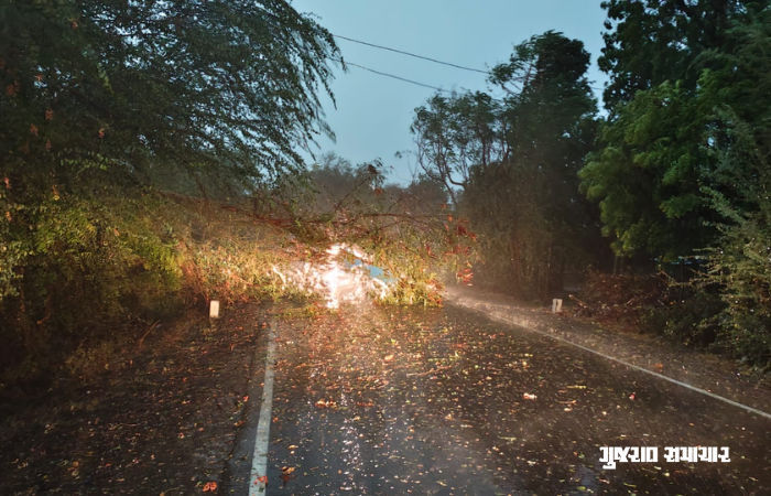 Trees fell in Ahmedabad rainfall