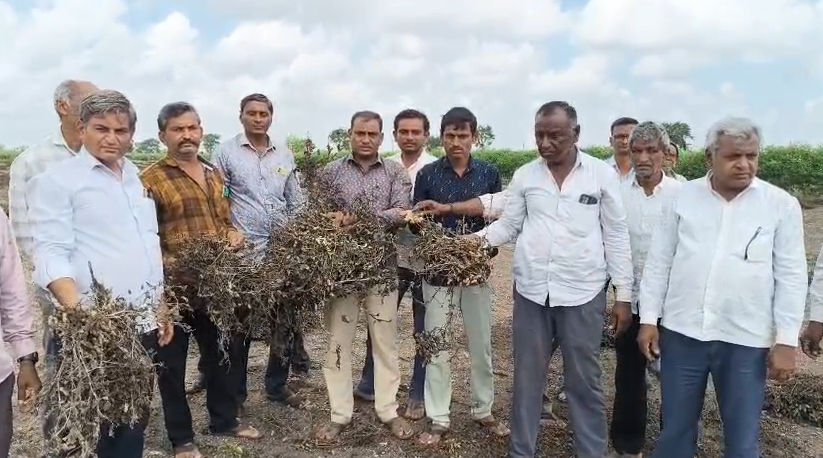 અમ્રેલી: સાંસદો કે જેઓ તેમના ખેતરોનો નાશ કરી રહ્યા છે તેઓ ખેડૂતોના દુ grief ખને સમજાવે છે, ખેડૂતોને ઓછી સહાયતાનો મુદ્દો વિરોધ કરે છે - છબી - છબી