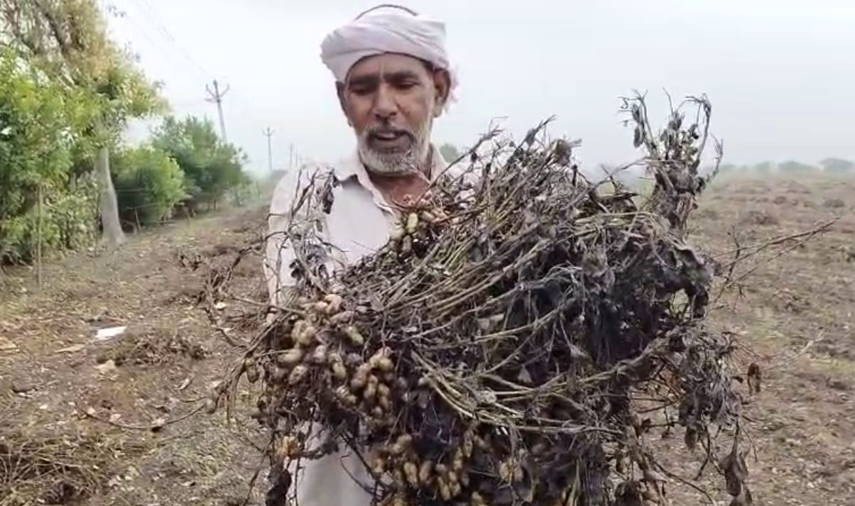 'મગફળીના પાથરા તણાયા, કપાસ પલળી ગયો...', અમરેલી પંથકમાં કમોસમી વરસાદના કારણે ખેડૂતોમને મોટાપાયે નુકસાની, સરકાર પાસે સહાયની માગ 5 - image