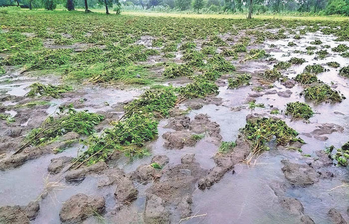 ભારે વરસાદ, પૂરથી પાકને નુકસાન છતાં, અનાજ ઉત્પાદનમાં વધારો થવાનો લક્ષ્યાંક 1 - image