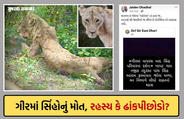ગીરમાં સિંહ મૃત્યુ: વન મંત્રીના દાવા અને DCFની 'વાઇરસ'વાળી પોસ્ટ વચ્ચે ભેદ