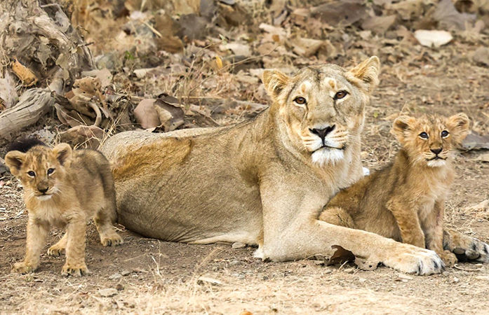 Gir National Park Safari