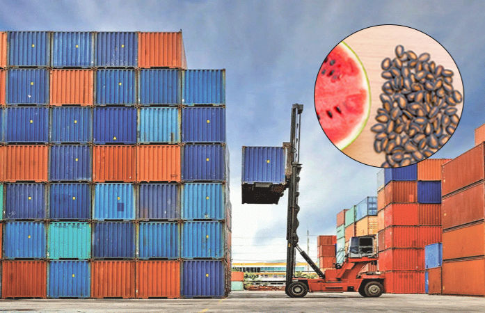 મુન્દ્રા પોર્ટ પરથી ઝડપાયા 100 કરોડના પ્રતિબંધિત તરબૂચના બીજ, શિપમેન્ટની ખોટી તારીખ દર્શાવી આચરાયું કૌભાંડ 1 - image