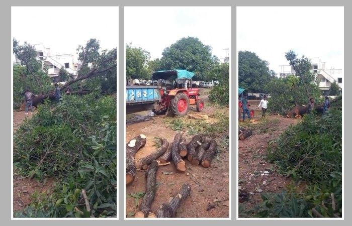 ગાંધીનગરને હરિયાળું રાખવાની ફક્ત વાતો: વર્ષો જૂનો આંબો નડતરરૂપ ન હોવા છતાં કાપી નંખાતા તંત્ર સામે રોષ 2 - image