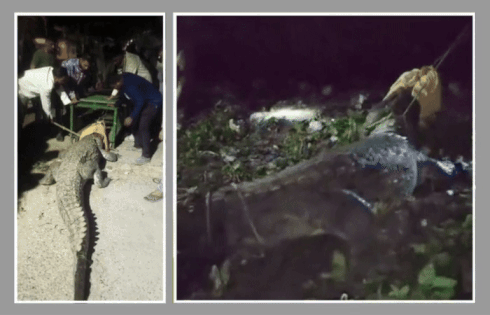 વડોદરામાં 10 ફૂટ લાંબા મહાકાય મગરનું રેસ્ક્યુ, ભારે જહેમત બાદ ઝાડીઓમાંથી બહાર કઢાયો 1 - image