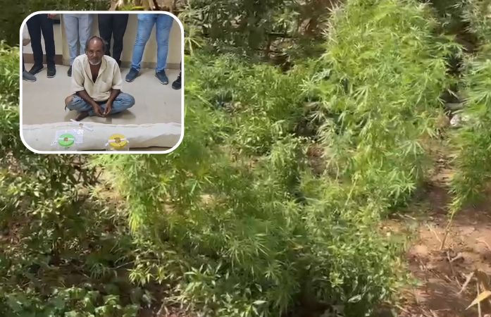 પંચમહાલ: ઘોઘંબાના ગુણેસિયા ગામમાંથી ગાંજાની ખેતી ઝડપાઈ, 4 લાખથી વધુના જથ્થા સાથે એકની ધરપકડ 1 - image