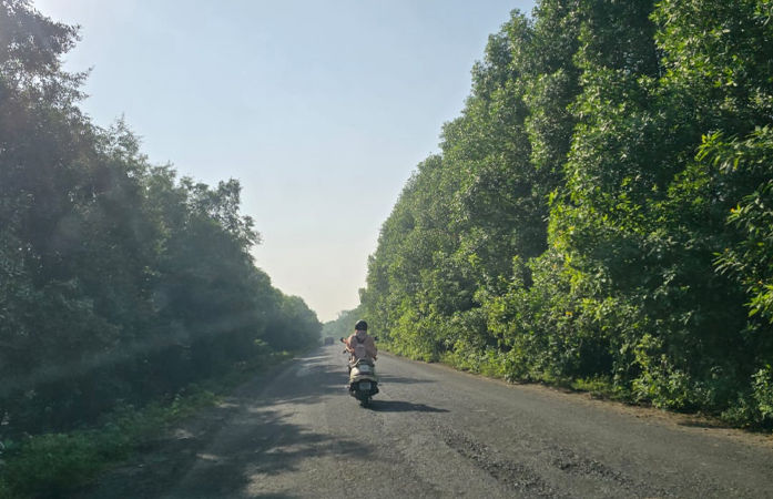 ધોળકા-ઈંગોલી રોડ પરના જોખમી 'કોનોકાર્પસ' વૃક્ષો હટાવવાનો વન વિભાગનો આદેશ 1 - image