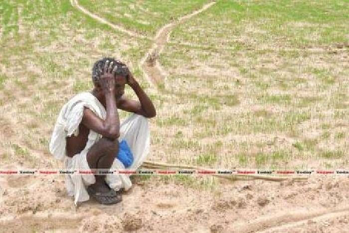 વડોદરામાં હવામાનમાં પલટો આવતાં ખેડૂતોની ચિંતા વધી,કેરી અને ફળોના પાકને નુકસાન થશે 1 - image