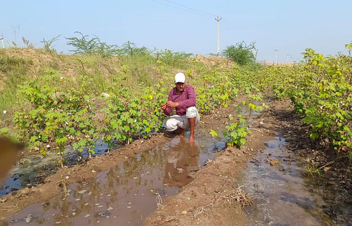 વઢવાણના વાડલા પાસે નર્મદા કેનાલમાં ગાબડાં- 200 વીઘાનું વાવેતર નિષ્ફળ 1 - image