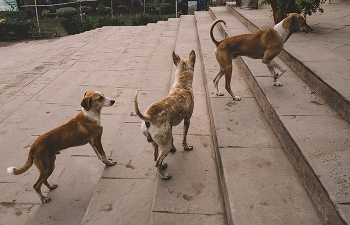 AMC to pay rs 1650 per stray dog for sterilisation