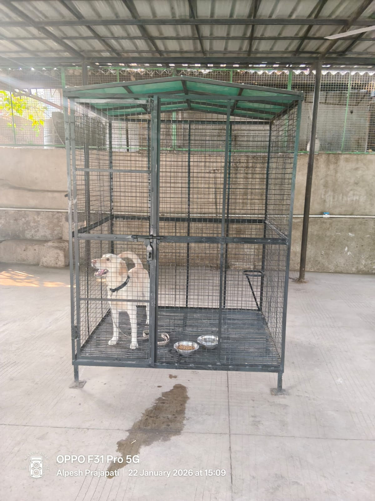 શીલજ ચાર રસ્તા પાસે આવેલા કાવેરી સંગમ ફલેટમાંથી પાલતુ લેબ્રાડોર ડોગને શેલ્ટરમાં પુરાયું 1 - image