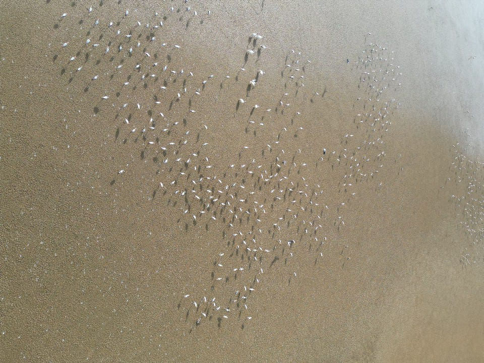 ગુજરાતને મળી 5મી રામસર સાઇટ: કચ્છનું 'છારી-ઢંઢ' હવે આંતરરાષ્ટ્રીય નકશા પર, જાણો કેમ આ વેટલેન્ડ છે ખાસ 2 - image