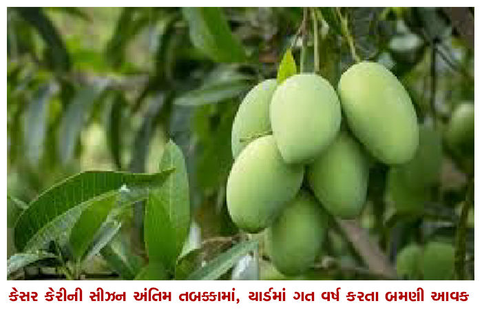 કેસર કેરીની સીઝન અંતિમ તબક્કામાં, યાર્ડમાં ગત વર્ષ કરતા બમણી આવક 1 - image