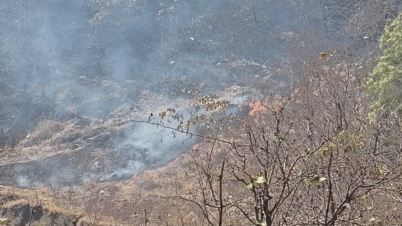 નસવાડી: નારધાના જંગલોમાં ભીષણ આગ, હજારો વૃક્ષો બળીને ખાખ, વન વિભાગની નિષ્ક્રિયતા સામે રોષ 2 - image