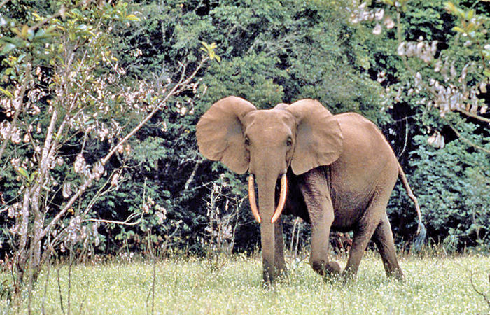 આફ્રિકાના જંગલી હાથી : ફોરેસ્ટ એલિફન્ટ 1 - image