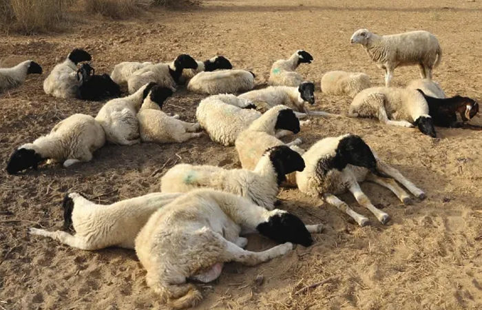 ધ્રોલના ખેંગારકા ગામમાં માલધારીના વાડામાં 22 ઘેટાંના મૃત્યુઃ રાત્રે જંગલી પશુએ મારણ કર્યાનું પ્રાથમિક તારણ 1 - image