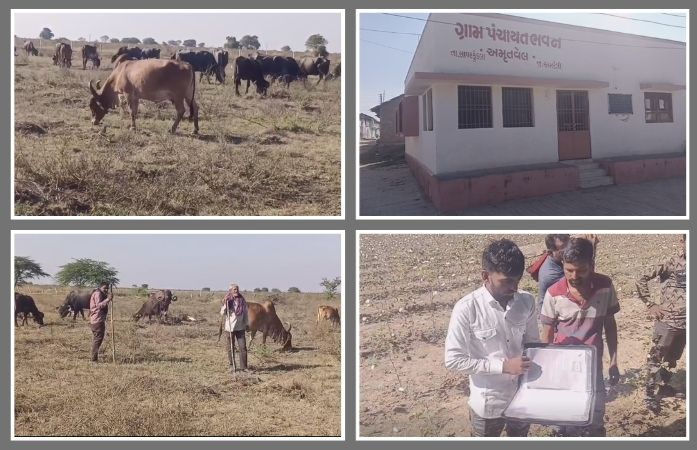 અમરેલીમાં માલધારીઓએ લાંબી લડત બાદ ગૌચર ખુલ્લું કરાવ્યું, સ્વભંડોળના અભાવે સ્વખર્ચે માપણી કરાવી 1 - image