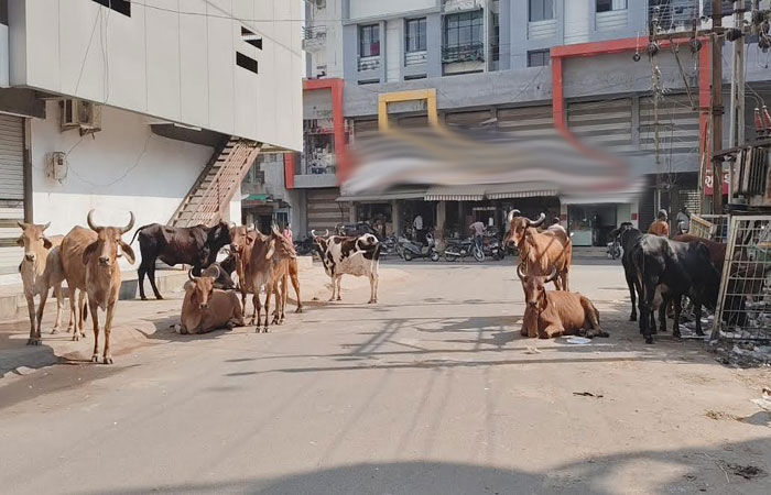 મનપાએ 1 વર્ષમાં 1872 ઢોર પકડયા, છતાં માર્ગ પર ત્રાસ યથાવત્ 1 - image