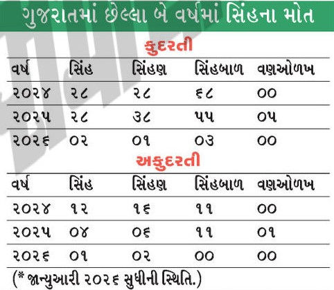 ગુજરાતમાં બે વર્ષમાં 258 સિંહોના કુદરતી અને 64ના અકુદરતી મોત, એક વર્ષમાં 148 ગુમાવ્યાં 2 - image