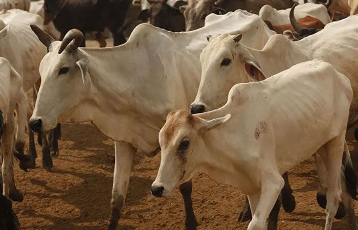 content_image_d10a4c15-5ac3-4f02-90ce-97