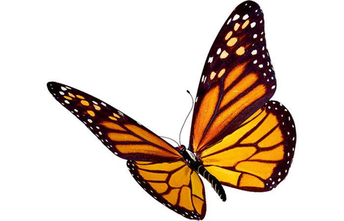 રંગબેરંગી અજાયબ પતંગિયાં 1 - image