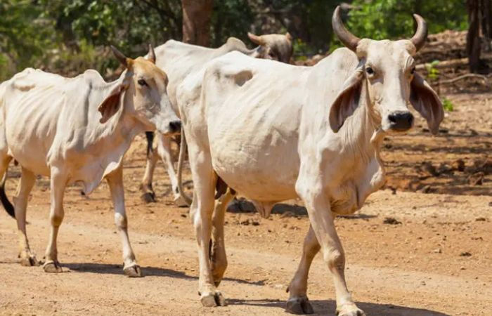 Negligence or natural causes AMC faces heat after 10 cows calves die in Danilimda cattle pound