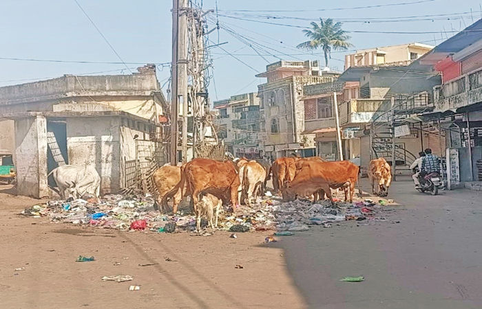 બાલાસિનોરમાં ખુદ પાલિકા દ્વારા જ એકઠો કરાતો કચરો 1 - image