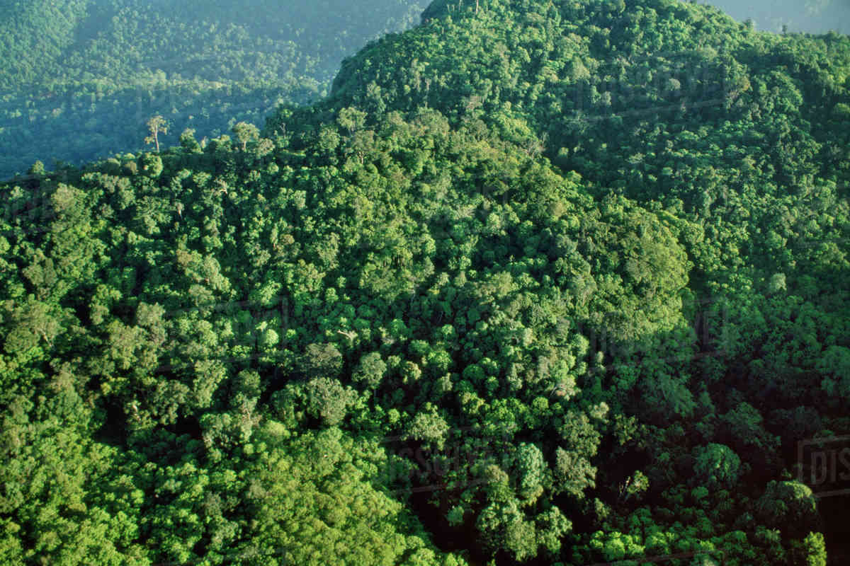 ખુશખબર, દેશના જંગલ વિસ્તારમાં ચાર વર્ષમાં 13000 ચોરસ કિમીનો વધારો 2 - image