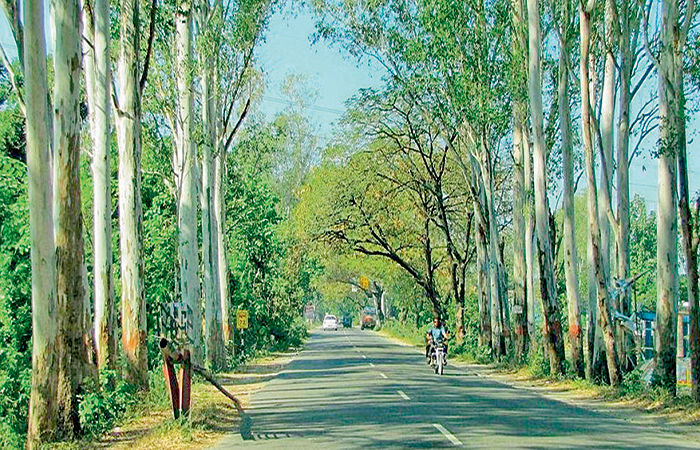 એક અદ્ભૂત વૃક્ષ : નીલગીરી . 1 - image