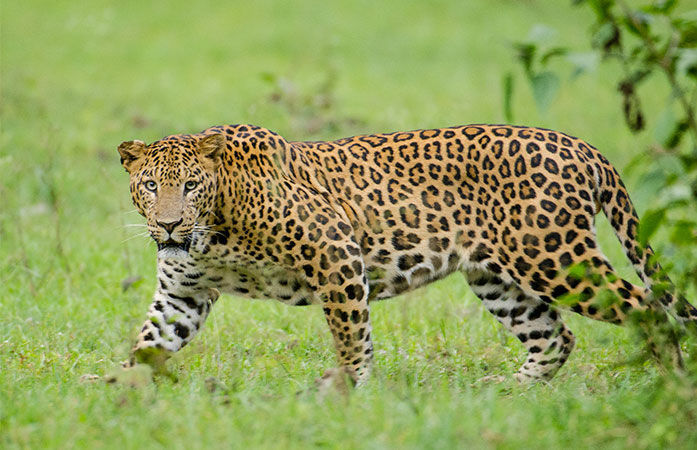 Leopard mauls a sleeping farmer to death in Gir Somnath’s Lakhapara village