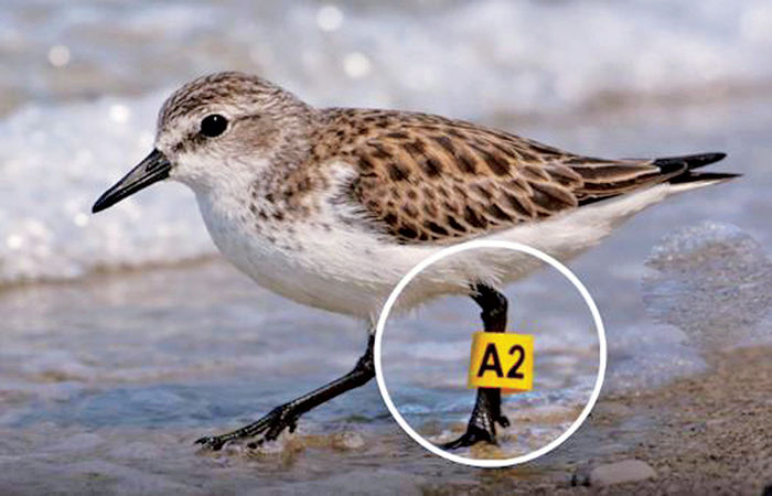 ટચૂકડું સેન્ડર્લિંગ 7,472 કિમી પ્રવાસ ખેડી ઓસ્ટ્રેલિયાથી આંદામાન પહોંચ્યું 1 - image