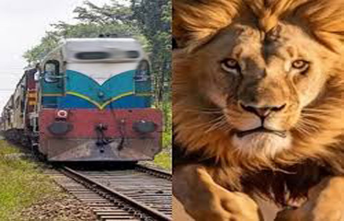 જૂનાગઢ-વેરાવળ ટ્રેનને ઈમરજન્સી બ્રેક મારી 6 સિંહને બચાવી લેવાયા 1 - image