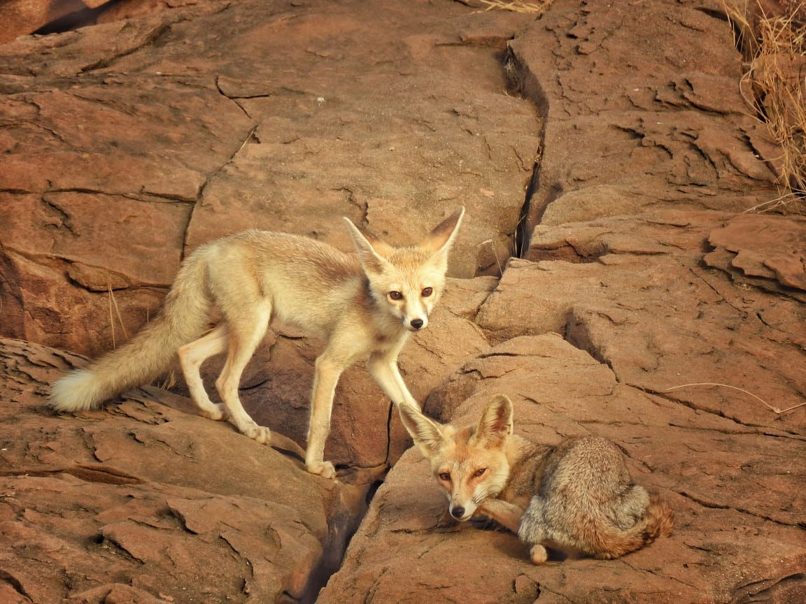 ગુજરાતને મળી 5મી રામસર સાઇટ: કચ્છનું 'છારી-ઢંઢ' હવે આંતરરાષ્ટ્રીય નકશા પર, જાણો કેમ આ વેટલેન્ડ છે ખાસ 6 - image