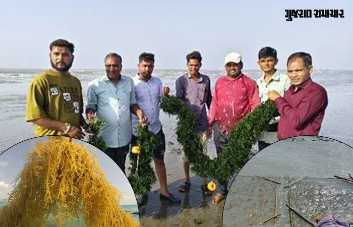 ગુજરાતના દરિયાકાંઠે ઉગતુ 'સોનું': 430 કિમી વિસ્તારમાં સી-વીડની ખેતીથી માછીમાર પરિવારો થયા સશક્ત 2 - image