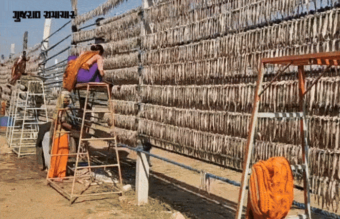 જાફરાબાદનું 'સફેદ સોનું': 'બૂમલા' માછલીએ જાફરાબાદને વૈશ્વિક નકશા પર અપાવ્યું સ્થાન, વાર્ષિક 450 કરોડનો વેપાર 1 - image